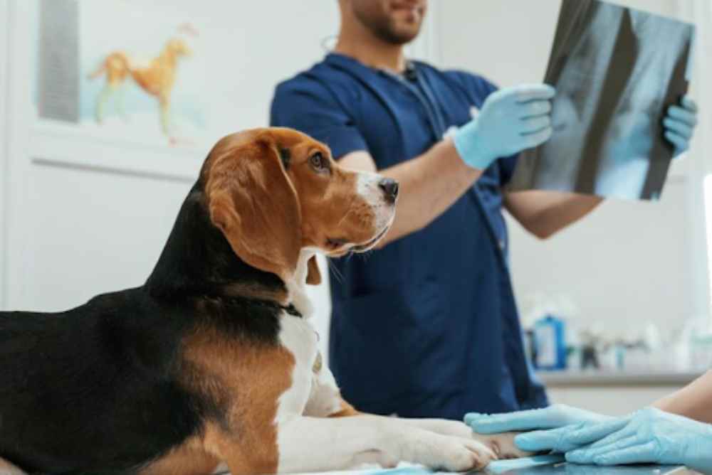 Pet Orthopedic Surgery